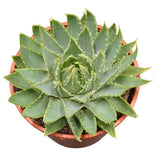Aloe polyphylla Spiral-Aloe - 17cm