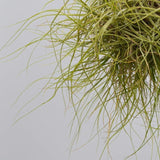 Tillandsia schiedeana - Ball