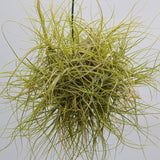 Tillandsia schiedeana - Ball