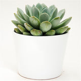 x Pachyveria Linda - 10,5cm