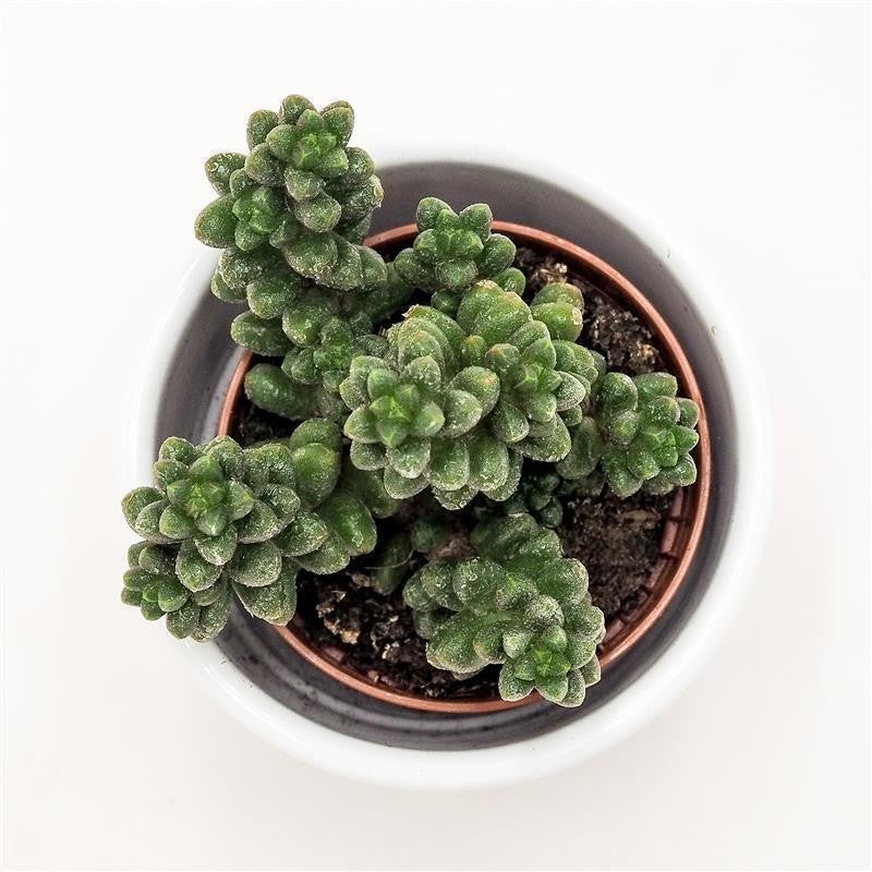 Sedum furfuraceum - 5,5cm