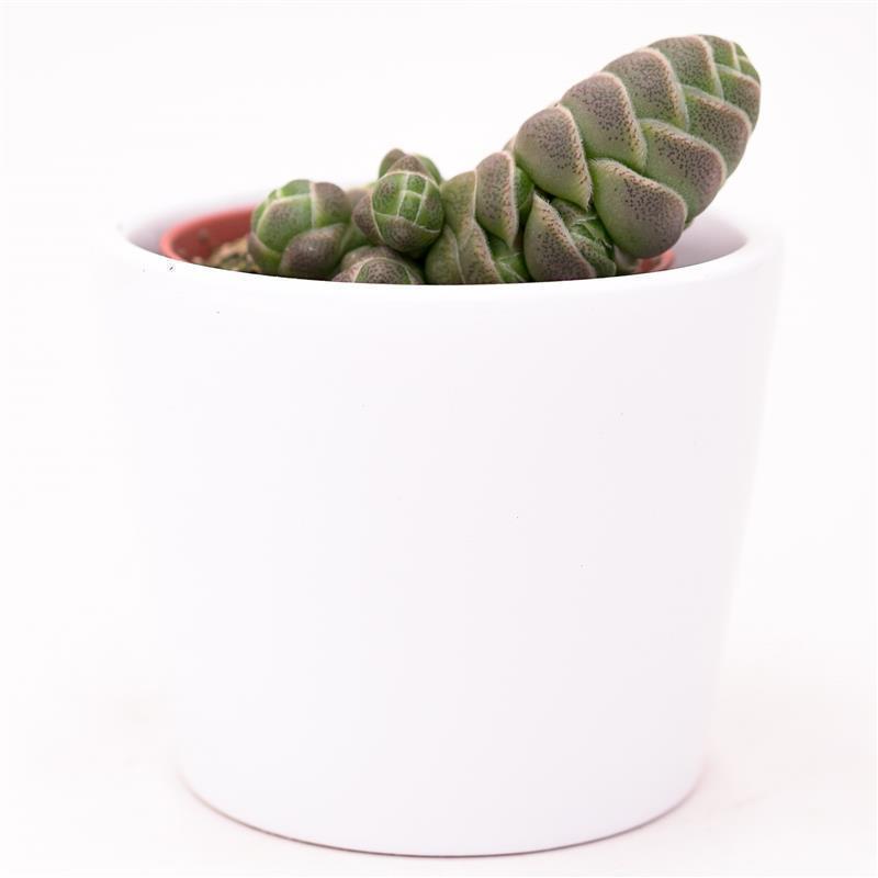 Crassula barklyi - 5,5cm