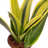 Sansevieria Golden Flame - 12cm