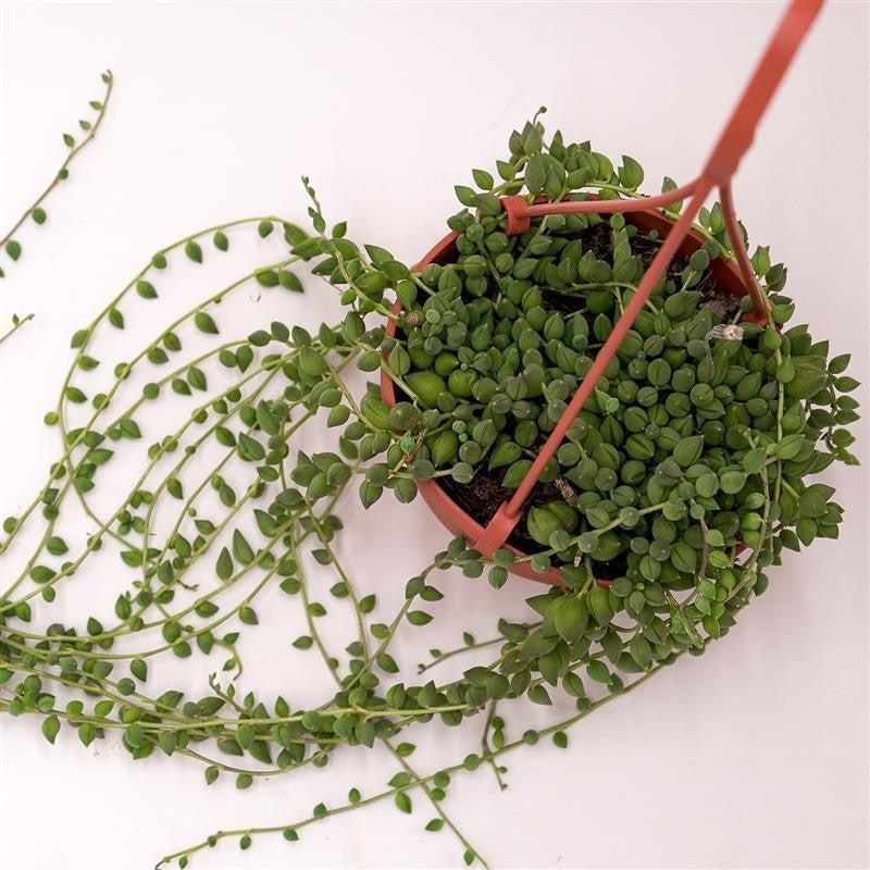 Senecio herreianus - 12cm Ampel