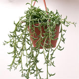 Senecio peregrinus - 12cm Ampel