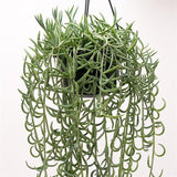 Senecio radicans - 14cm Ampel