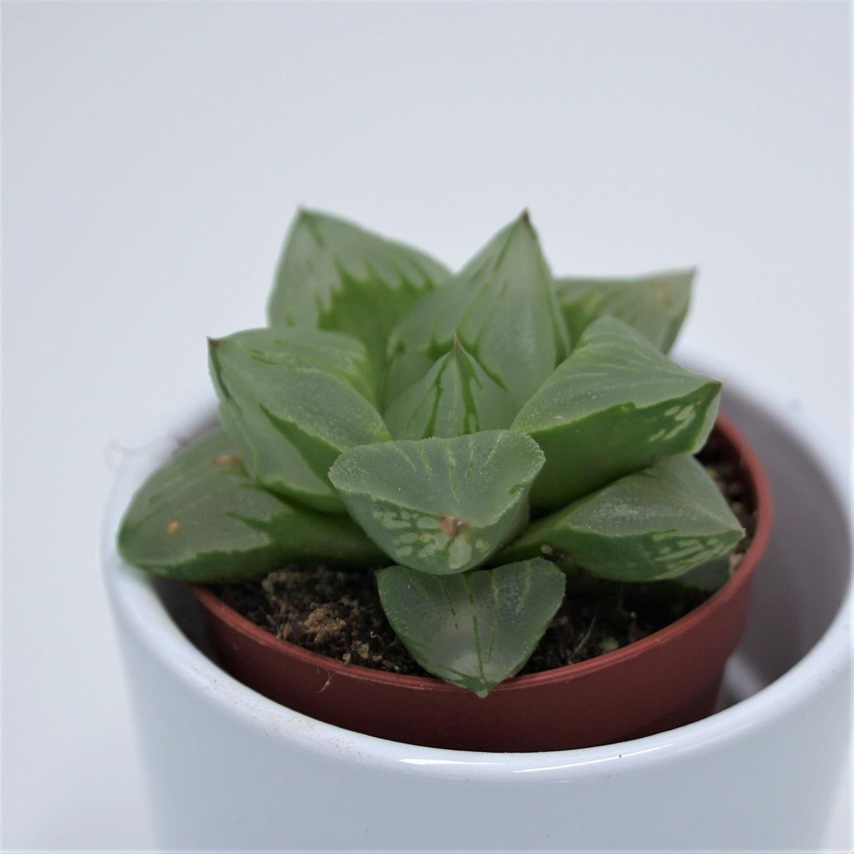 Haworthia cooperi ssp. - 5,5cm