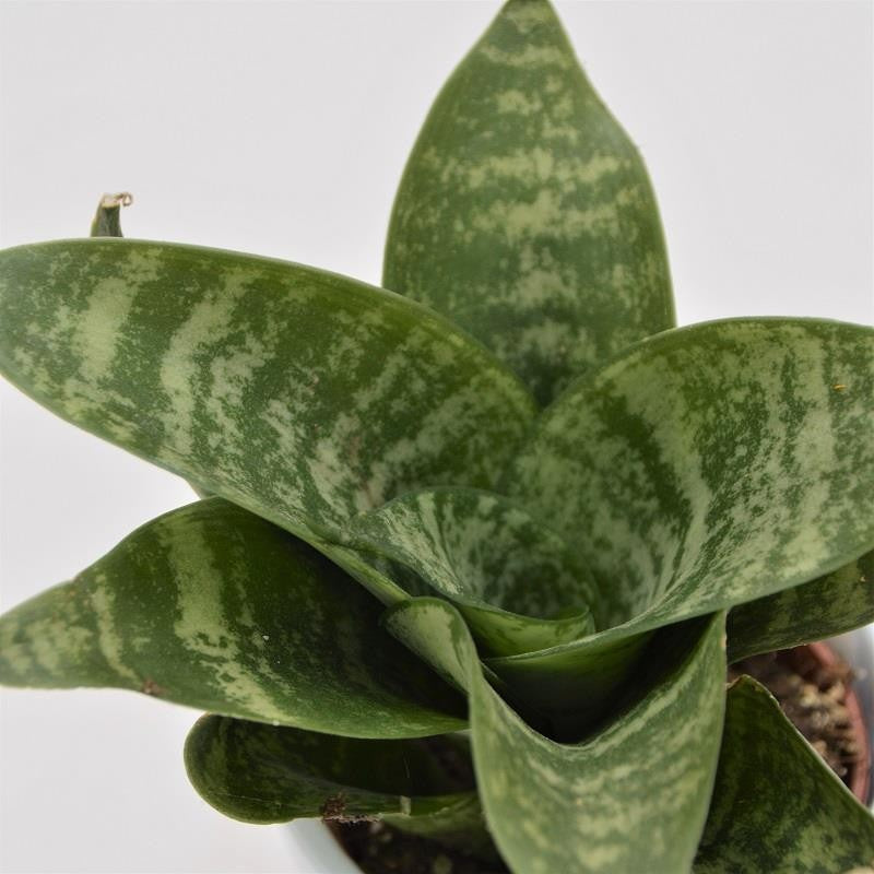 Sansevieria trifasciata Green Honey - 6cm