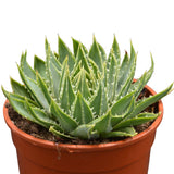 Aloe polyphylla Spiral-Aloe - 17cm