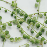 Senecio rowleyanus f. variegata 10 Stecklinge