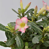 Adenium obesum Pink Star - 14cm