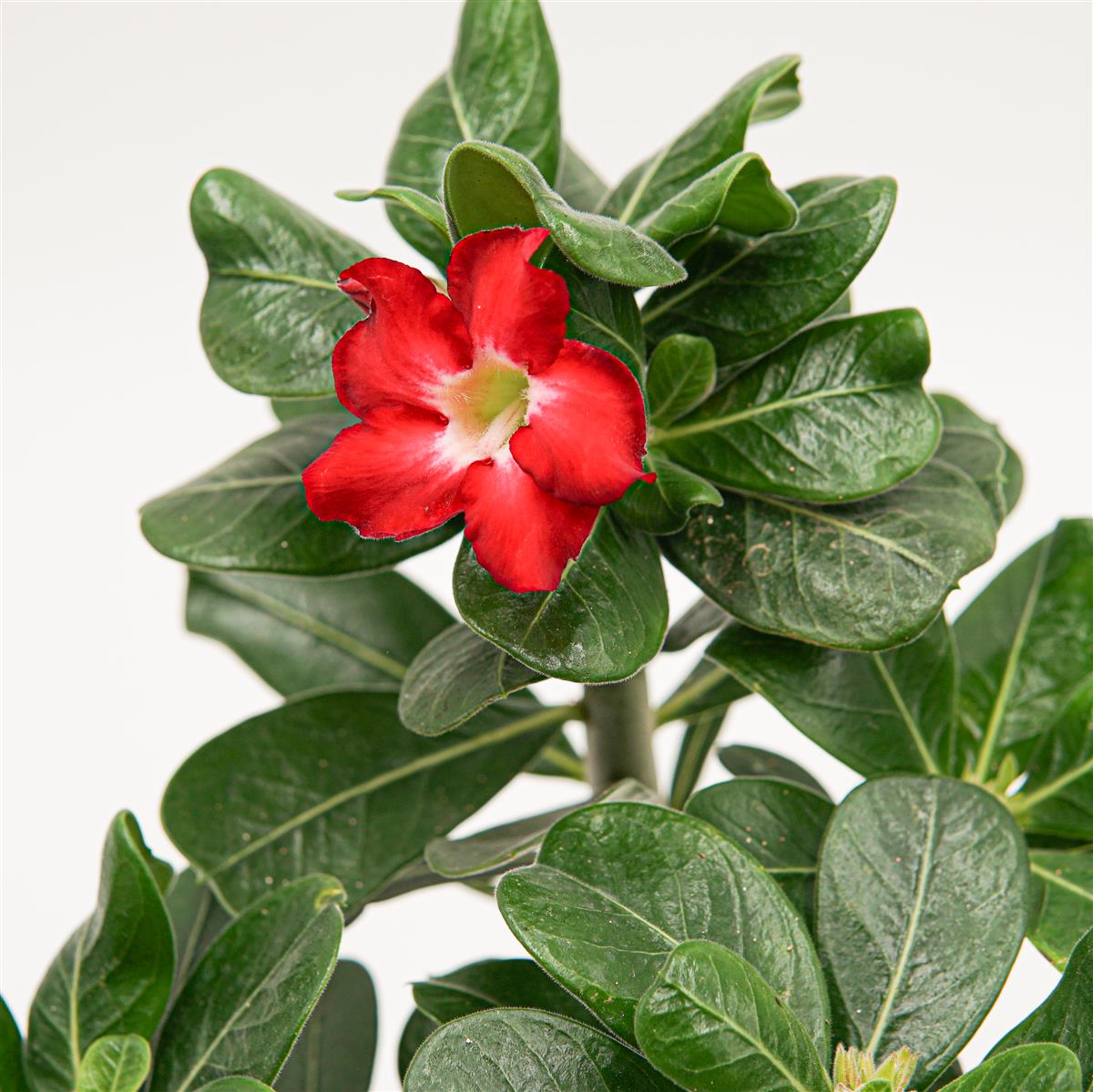 Adenium obesum Red Lady - 14cm