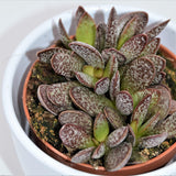 Adromischus Calico Hearts - 8,5cm