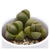 Pleiospilos nelii - 5,5cm