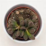 Adromischus sp. - 8,5cm