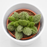 Adromischus marianiae cv. Lime Drops - 8,5cm