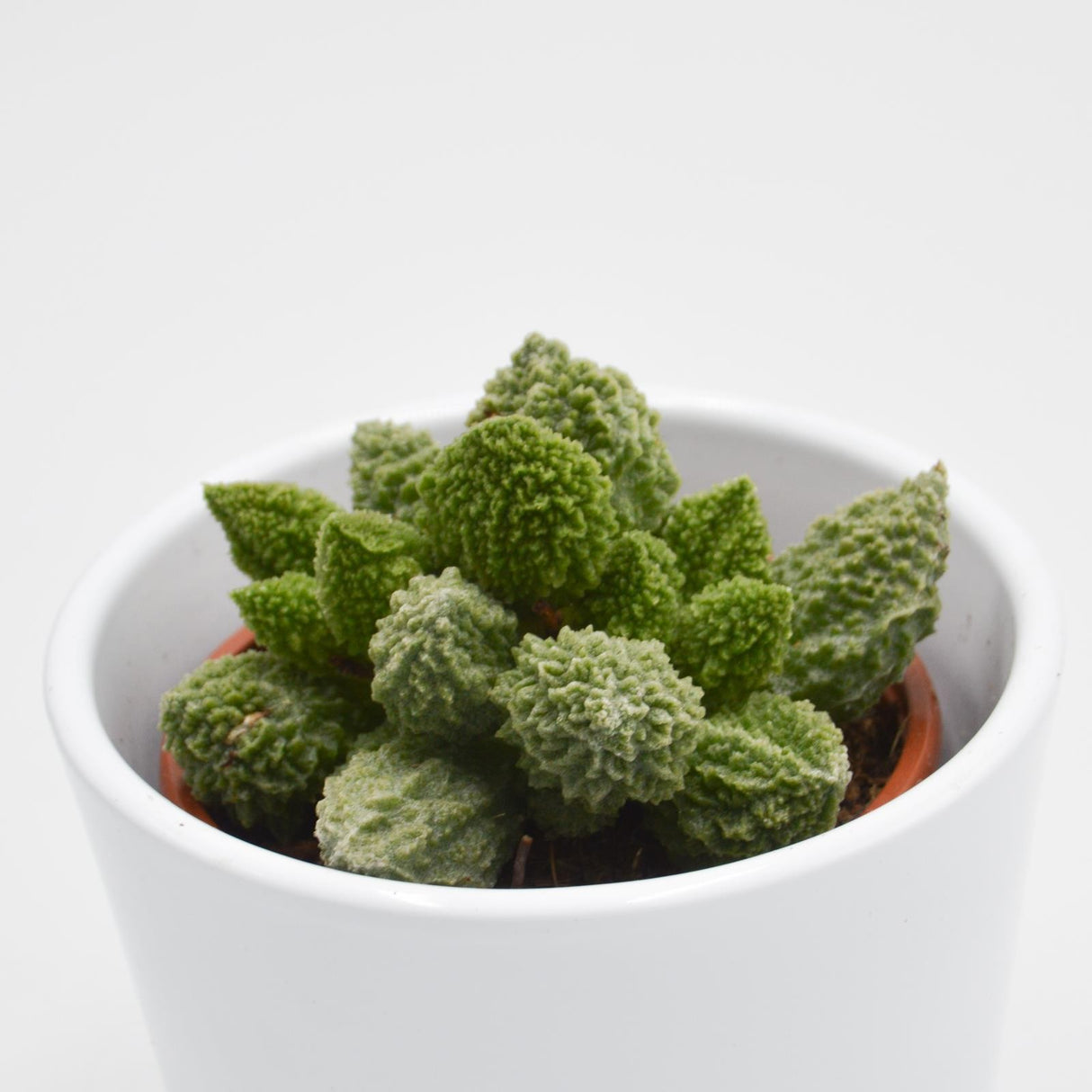 Adromischus marianiae cv. Lime Drops - 8,5cm