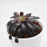 Aeonium arboreum Schwarzkopf - 10,5cm