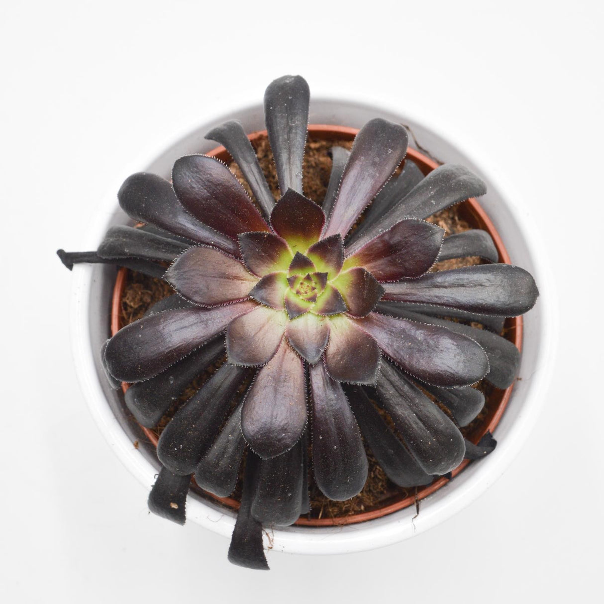 Aeonium arboreum Schwarzkopf - 10,5cm