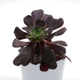 Aeonium arboreum Velours - 8,5cm