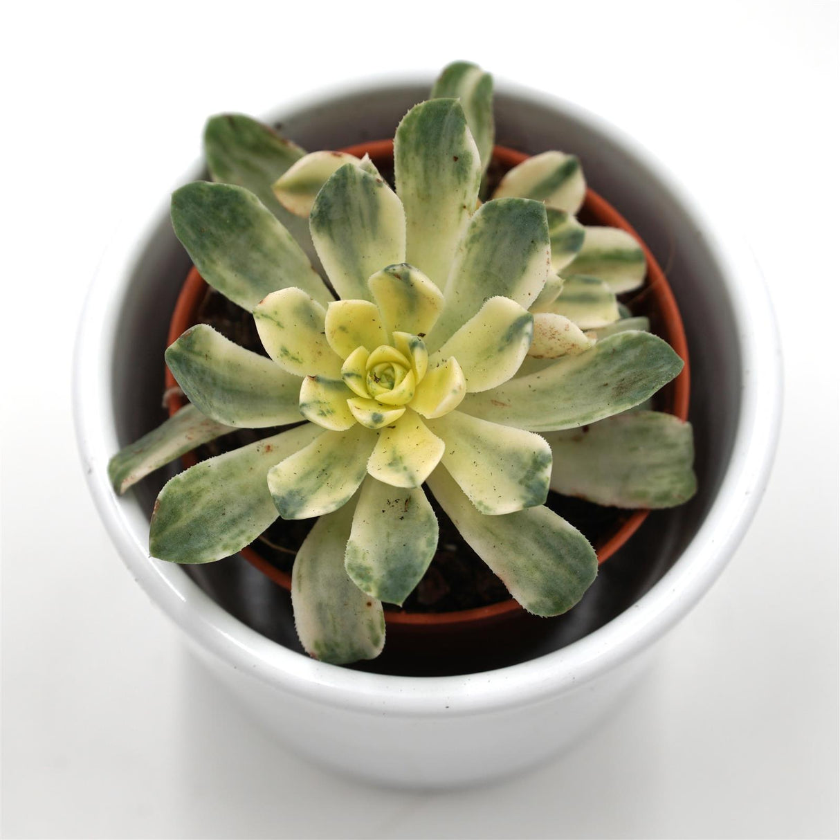 Aeonium domesticum f. variegata - 5,5cm