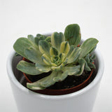 Aeonium domesticum f. variegata - 5,5cm