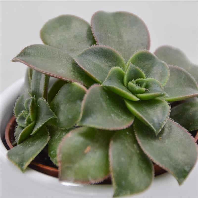 Aeonium haworthii ‘Dream Color‘ - 5,5cm