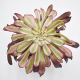Aeonium Mardi Gras - 10.5cm
