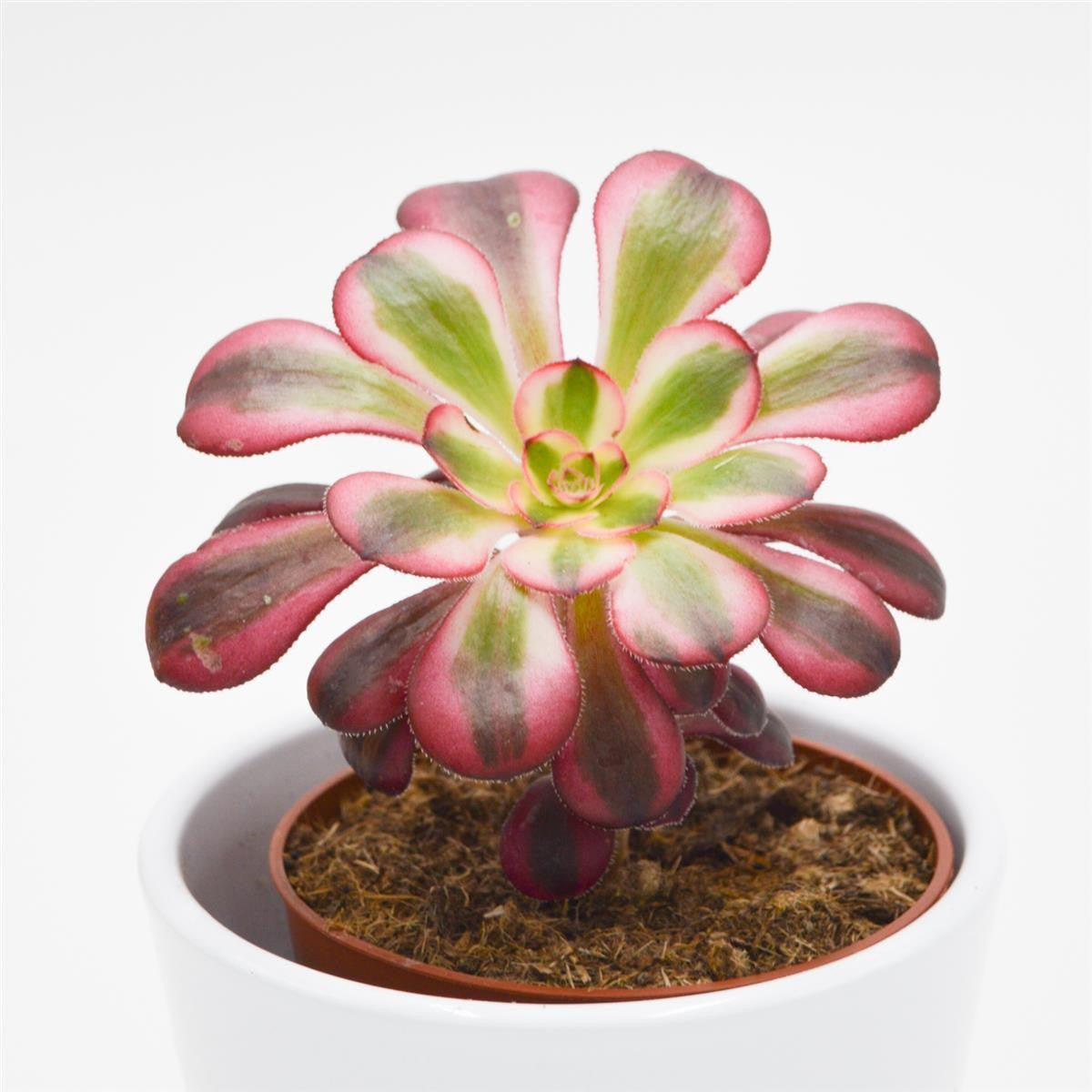 Aeonium Medusa - 8,5cm