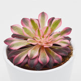 Aeonium Red Copper - 8,5cm