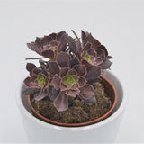 Aeonium arboreum Velours - 8,5cm