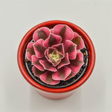 Aeonium Wheels of Admiration - 6cm