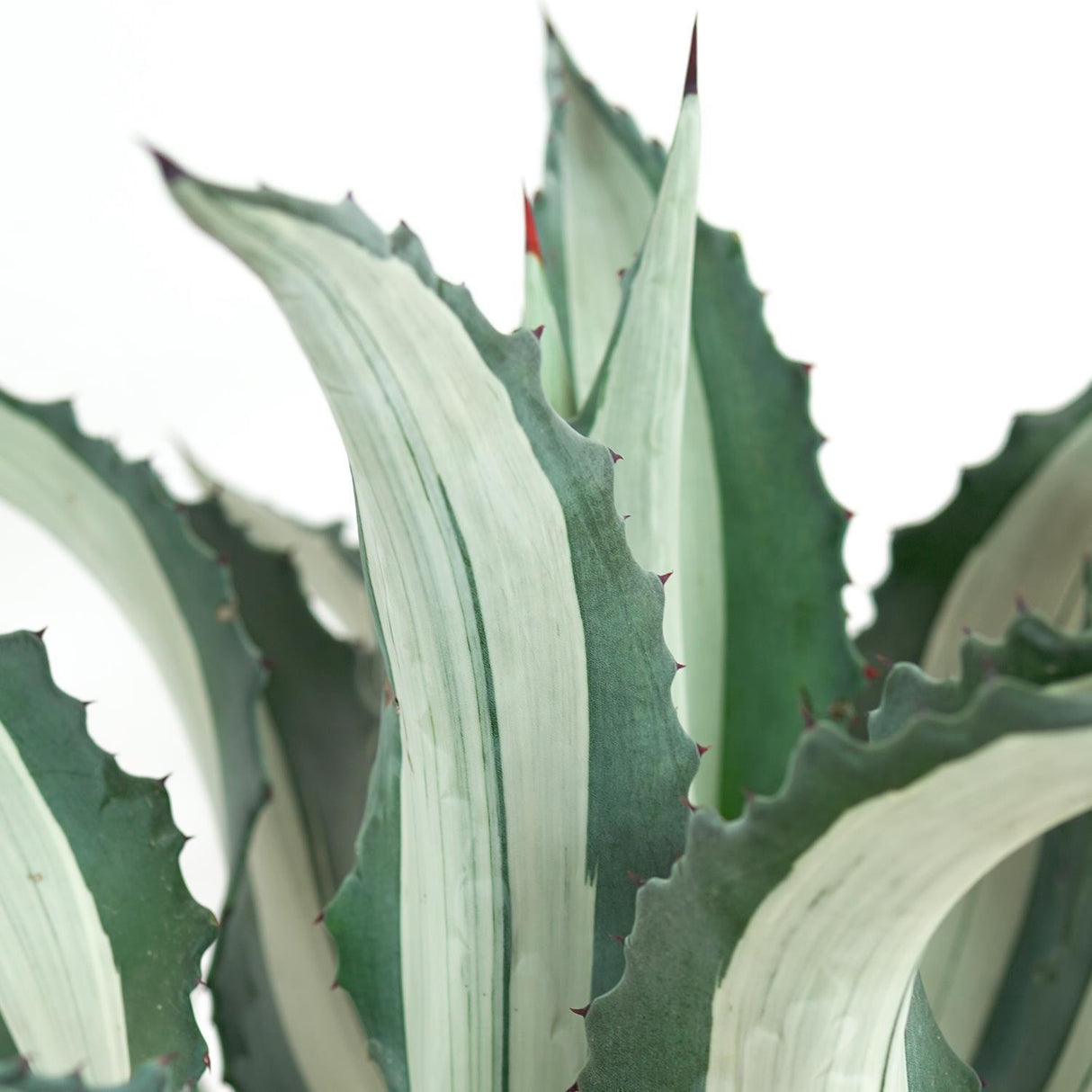 Agave americana f. mediopicta alba - 30cm