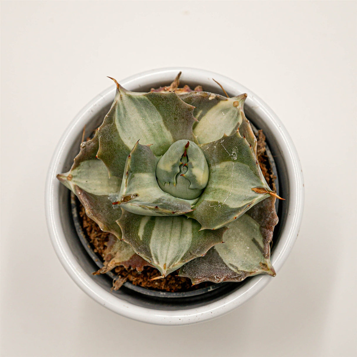 Agave isthmensis f. mediopicta alba - 6cm