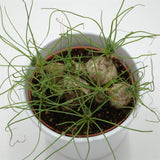 Albuca humilis spec. Cradock Hil - 10,5cm