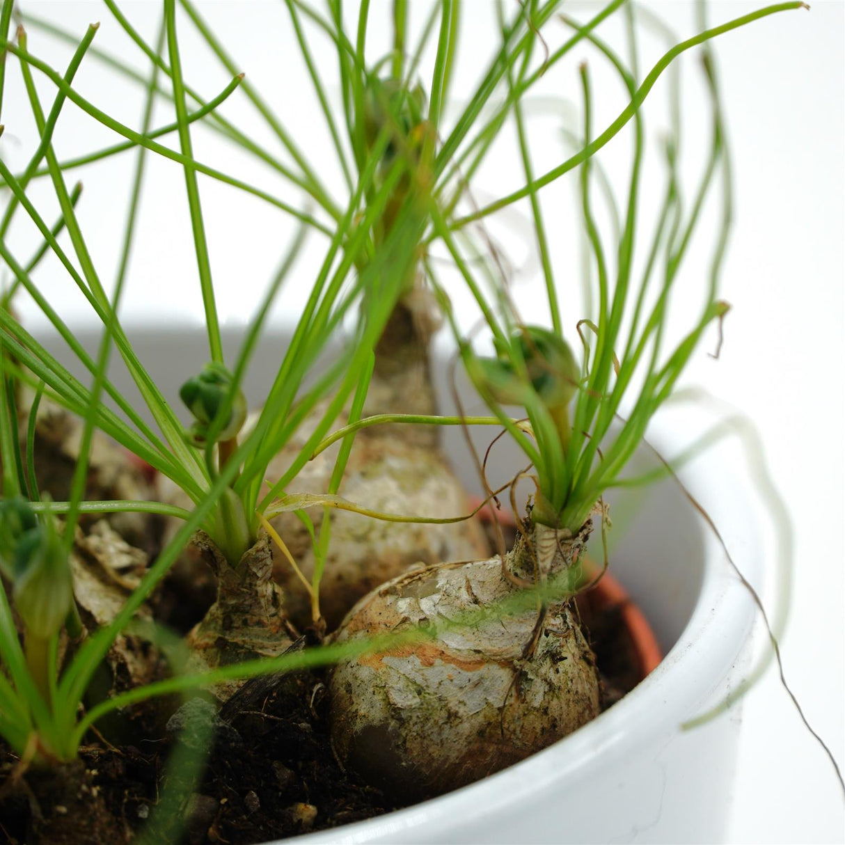 Albuca humilis spec. Cradock Hil - 10,5cm