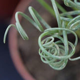 Albuca spiralis Fizzle Sizzle - 8,5cm