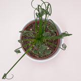 Albuca spiralis Fizzle Sizzle - 10,5cm