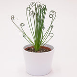 Albuca spiralis Fizzle Sizzle - 10,5cm