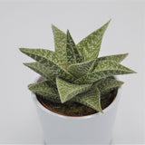 Aloe Aveo - 10,5cm