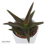Aloe Black Gem - 6cm