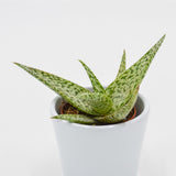 Aloe rauhii Snowflake - 5,5cm