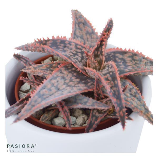 Aloe Red Shade - 6cm