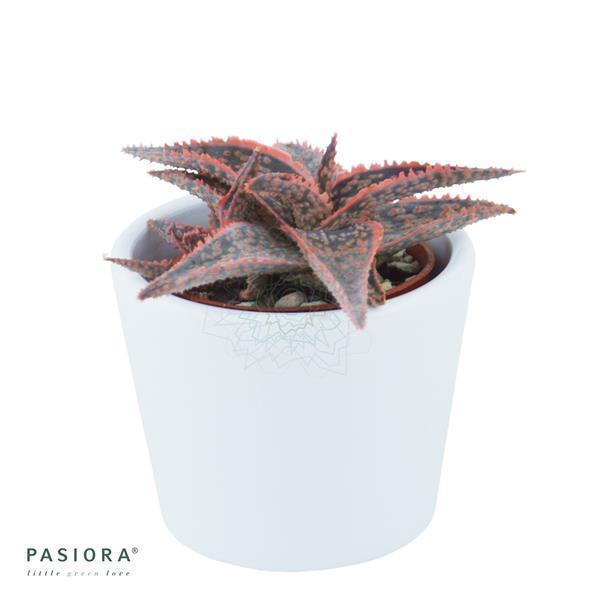 Aloe Red Shade - 6cm