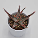 Aloe Red Shade - 6cm