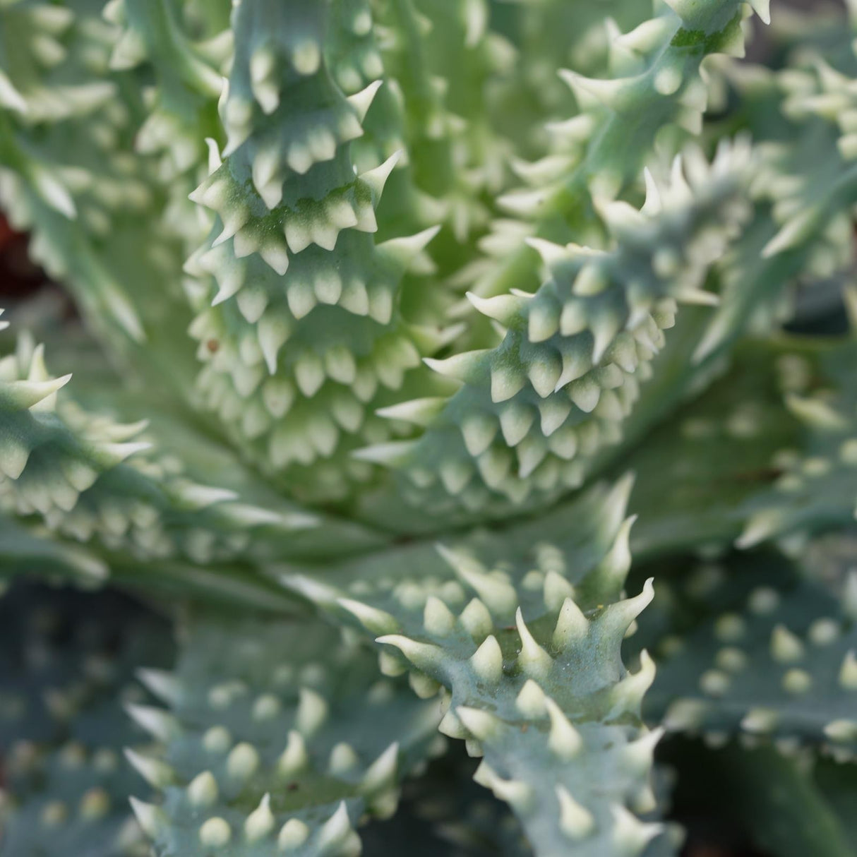 Aloe Safari - 10,5cm