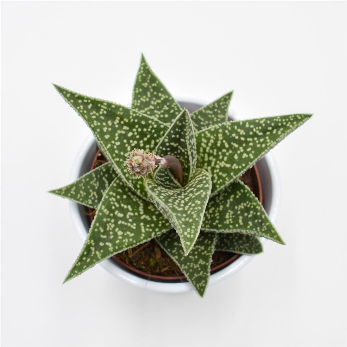 Aloe somaliensis - 10,5cm