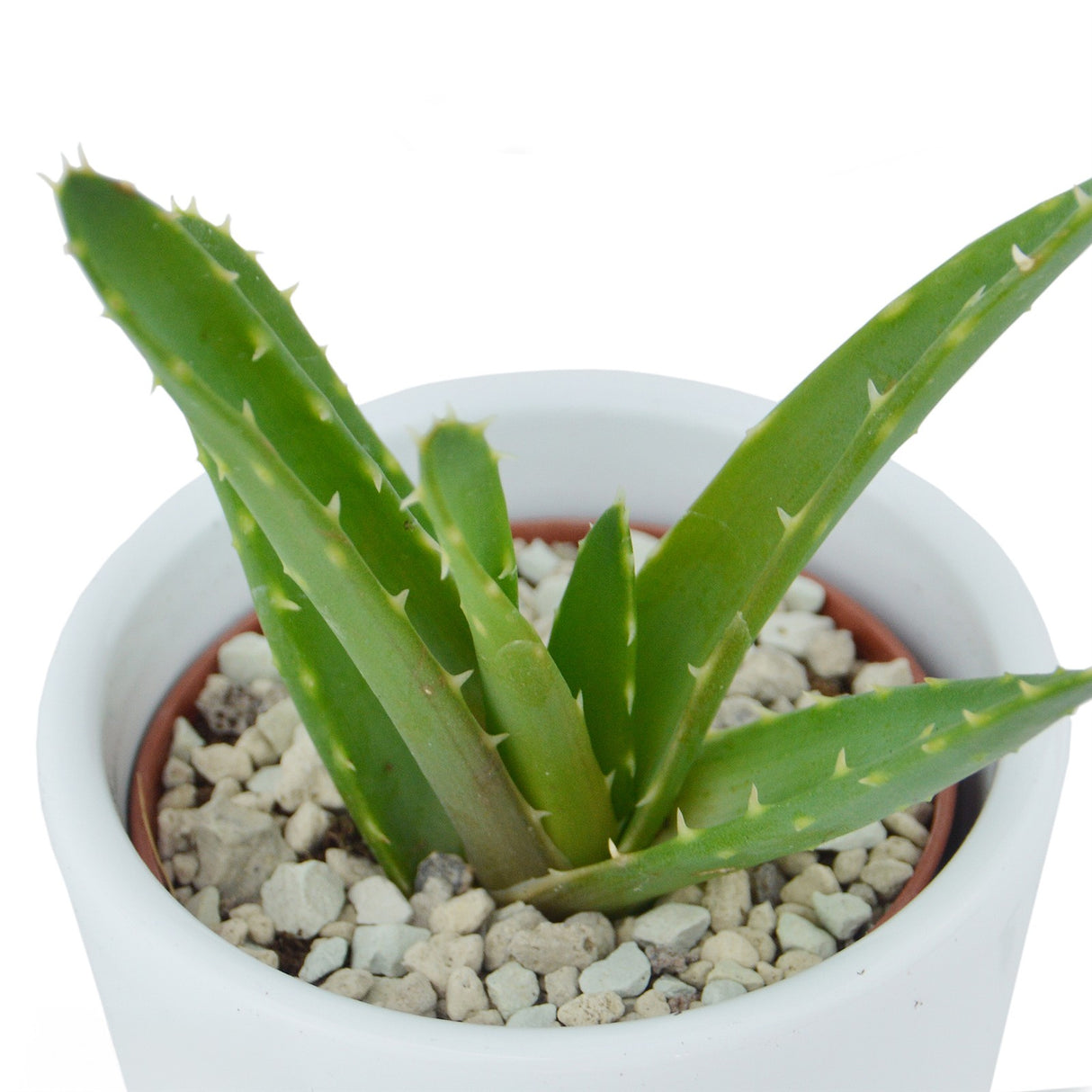 Aloha Aloe, 3 Stück