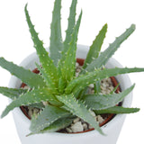 Aloha Aloe, 3 Stück