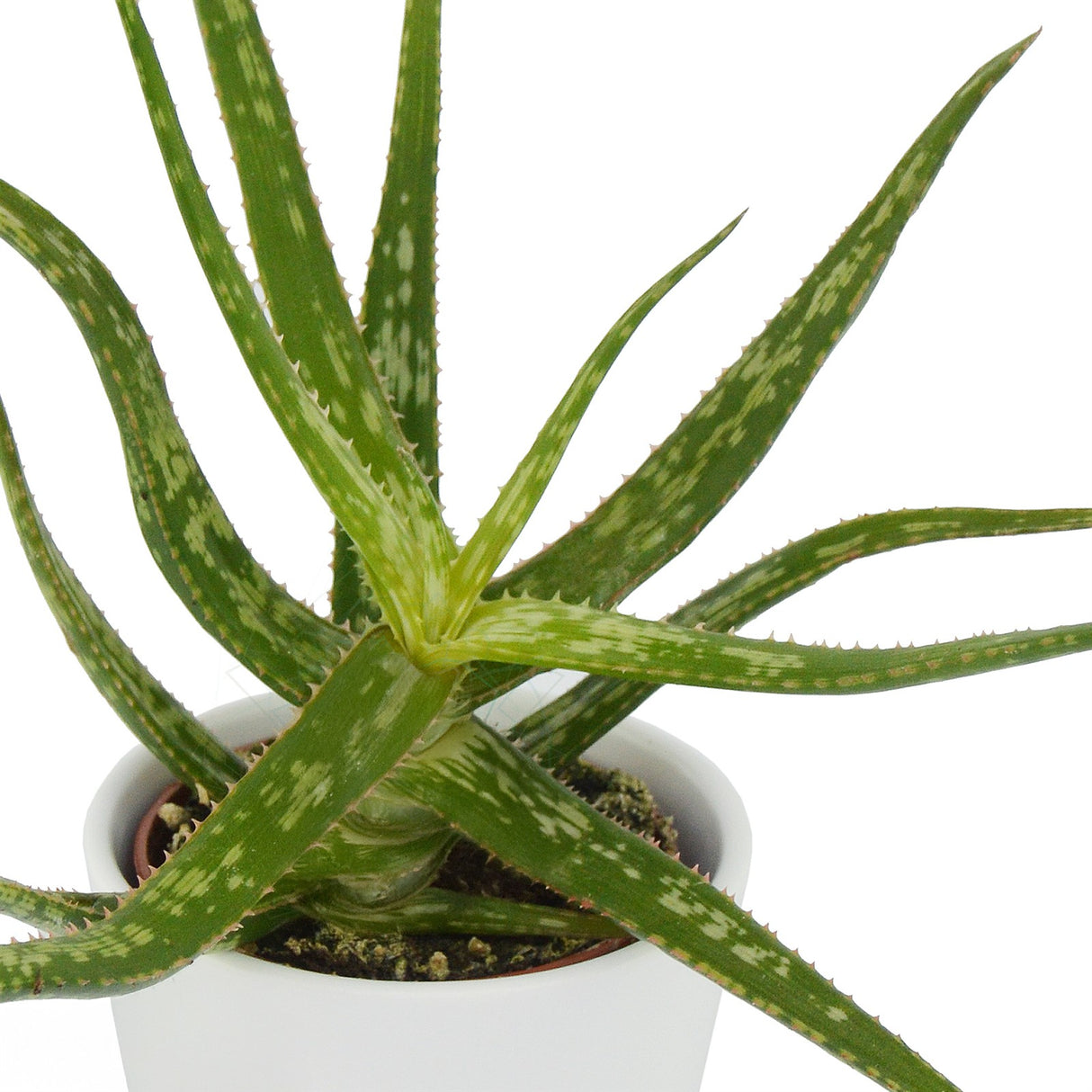 Aloha Aloe, 5 Stück